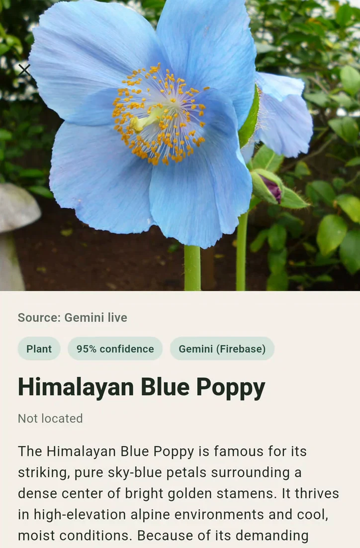 Un risultato reale di riconoscimento di papavero blu